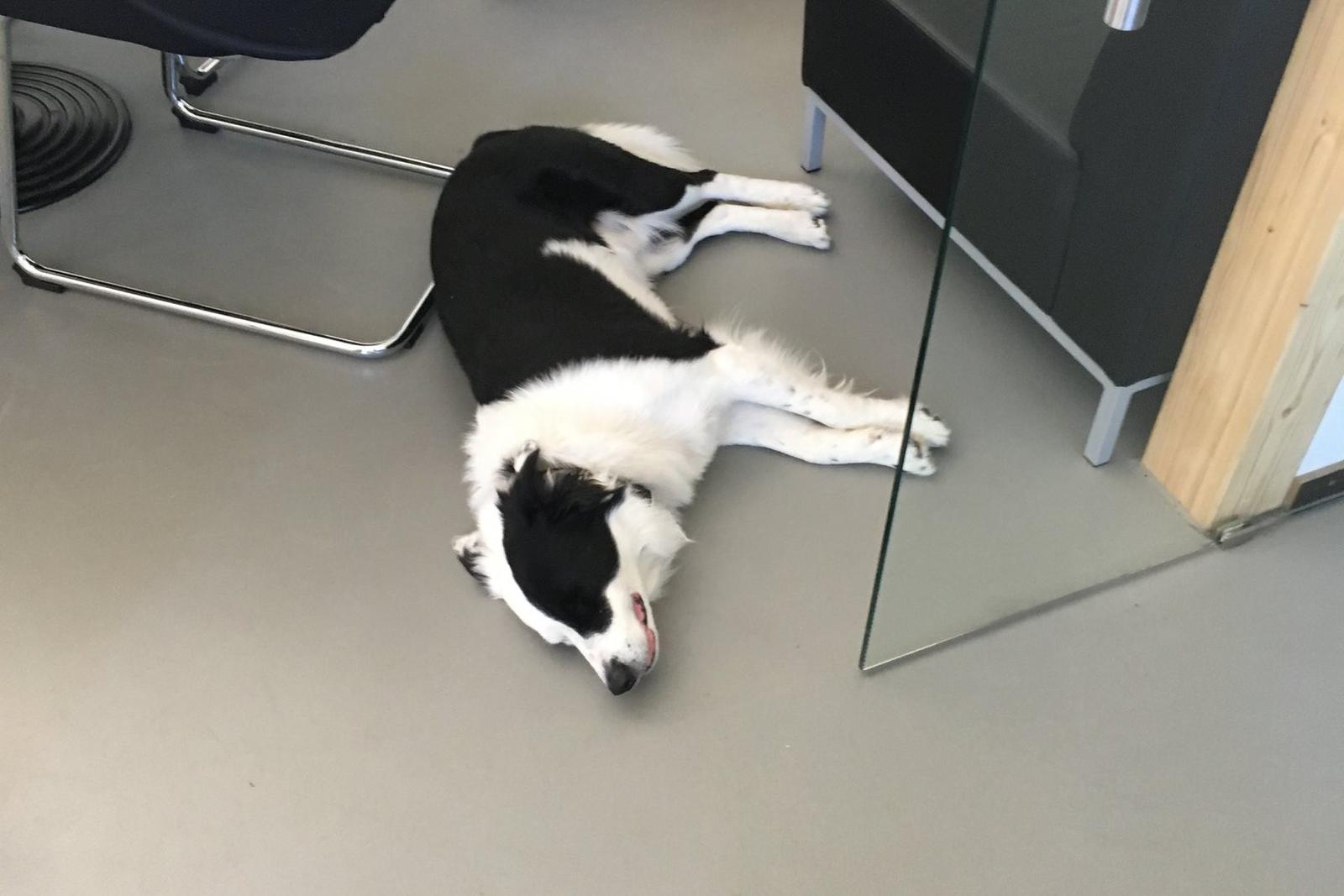 intercorp Büro Hund